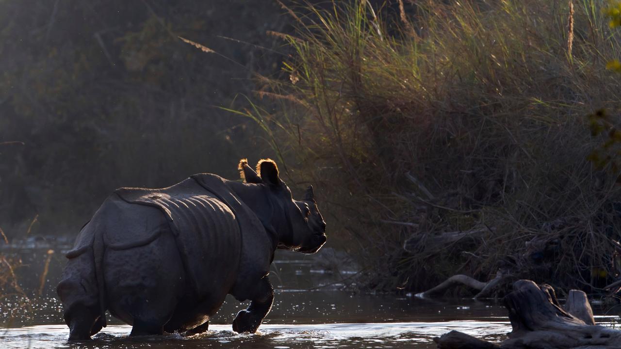 Chitwan Jungle Safari